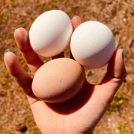 Tenuta Angelini Apartament *