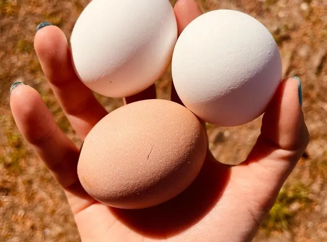 Tenuta Angelini Apartment *