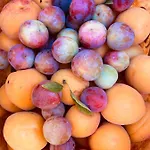Tenuta Angelini *