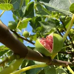 Tenuta Angelini