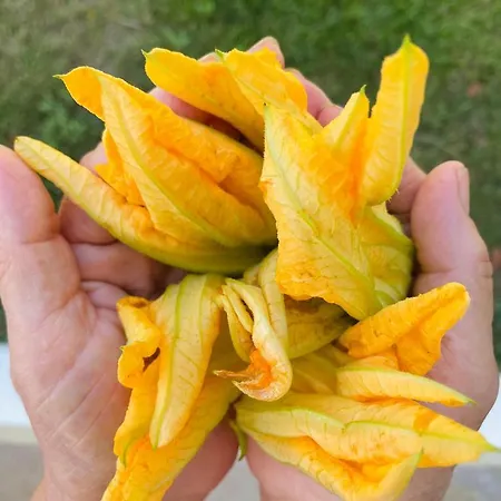 Tenuta Angelini أوترانتو